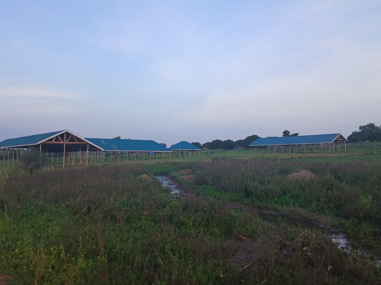 The Golden Mind Academy school site in Ayilo I Refugee Settlement: three roofed classroom buildings rising on the open ground at dusk.